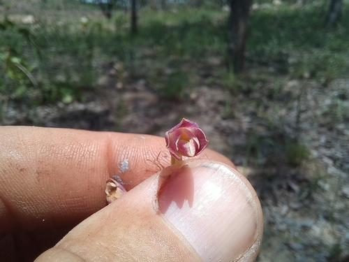 Orthochilus rarus