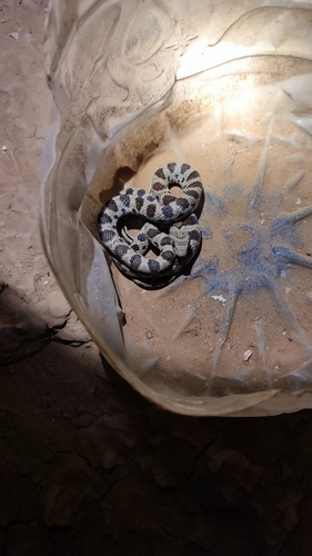 Algerian Whip Snake