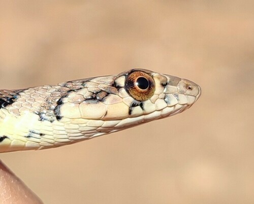 Algerian Whip Snake