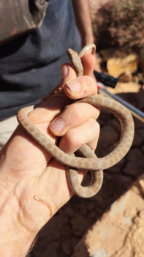 Algerian Whip Snake