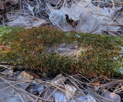 Image of Flat-Brocade Moss (Platygyrium repens) by (c) Conway Hawn, some rights reserved (CC BY)