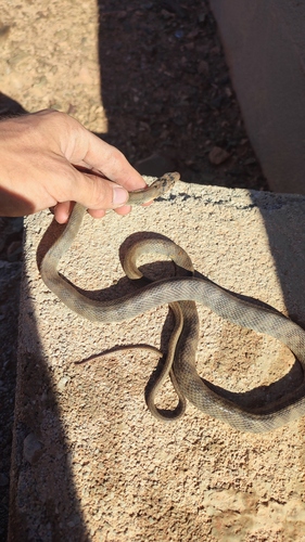 Algerian Whip Snake