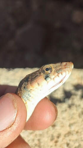 Algerian Whip Snake