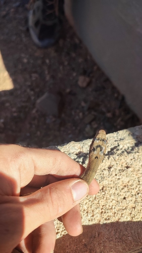 Algerian Whip Snake