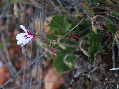 Image of Pelargonium elegans by (c) Tony Rebelo, some rights reserved (CC BY-SA)