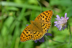 Argynnis laodice