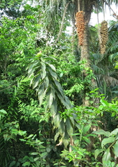 Costus guanaiensis