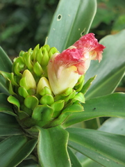 Costus guanaiensis