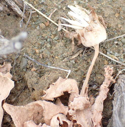 Image of Lobeleaf Babooncabbage (Othonna auriculifolia) by (c) Nicola van Berkel, some rights reserved (CC BY-SA)