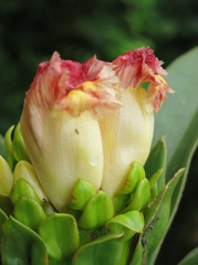 Costus guanaiensis