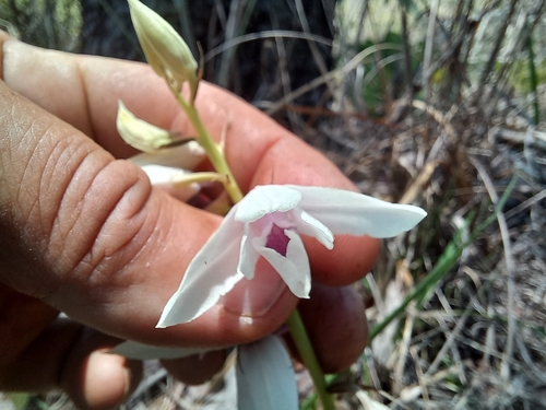 Orthochilus euanthus