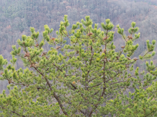 Table Mountain pine (Pinus pungens)