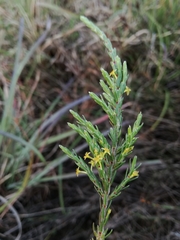 Struthiola parviflora