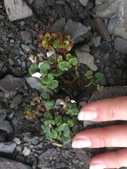 Chrysosplenium wrightii