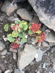 Chrysosplenium wrightii