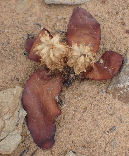 Lachenalia congesta