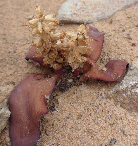Image of Lachenalia congesta by (c) Nicola van Berkel, some rights reserved (CC BY-SA)