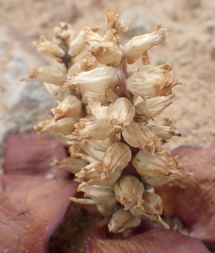 Lachenalia congesta