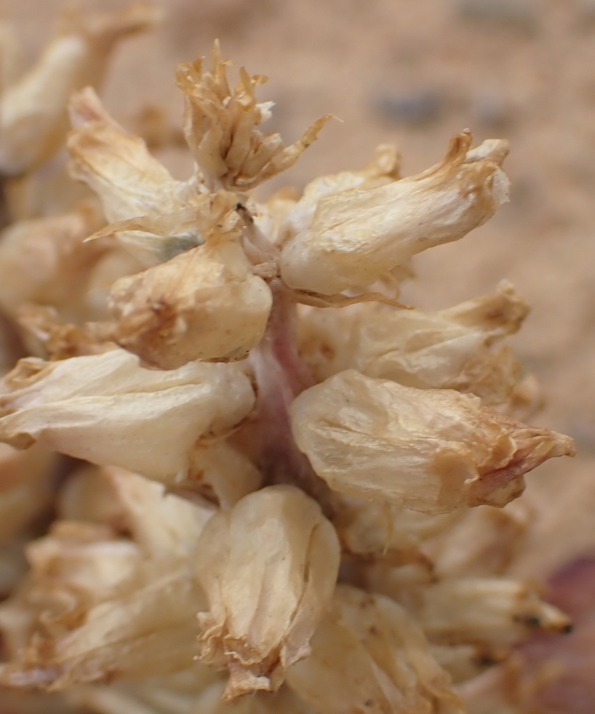 Lachenalia congesta, Sutherland, Namakwa District Municipality, South Africa