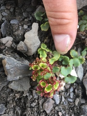 Chrysosplenium wrightii