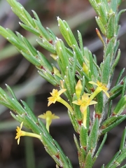 Struthiola parviflora