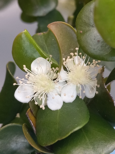 Psidium acranthum