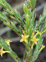 Struthiola parviflora