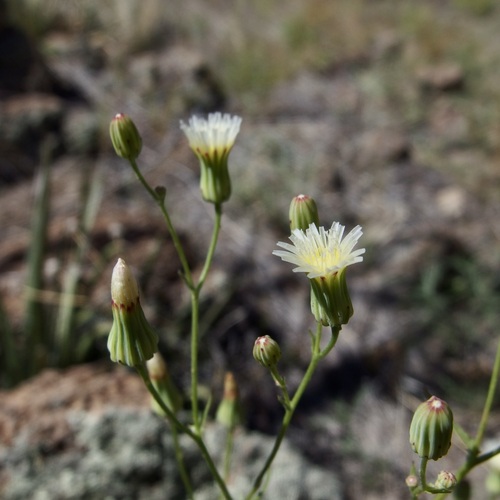 Stebbins' Desertdandelion (Malacothrix stebbinsii)