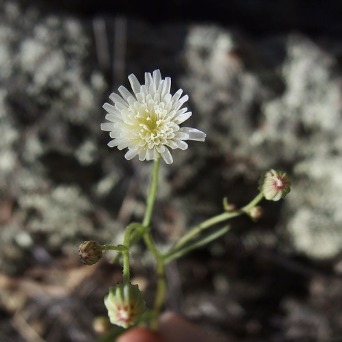Image of Malacothrix stebbinsii by (c) Sue Carnahan, some rights reserved (CC BY)