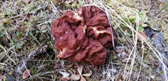 Gyromitra esculenta