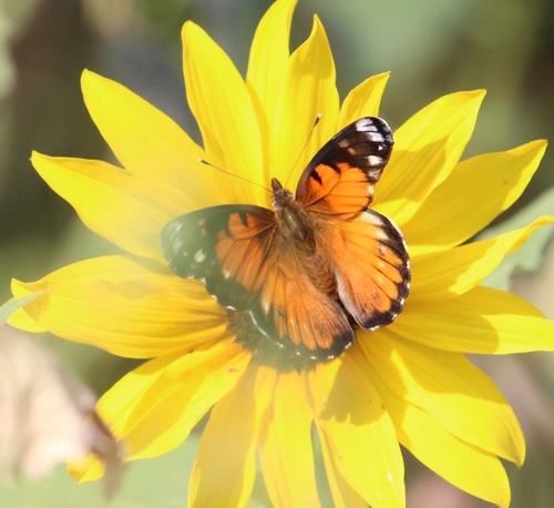American Lady, Madrona Marsh Nature Preserve, Torrance, CA, US, photo 6 of 10