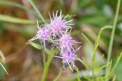 Saussurea angustifolia
