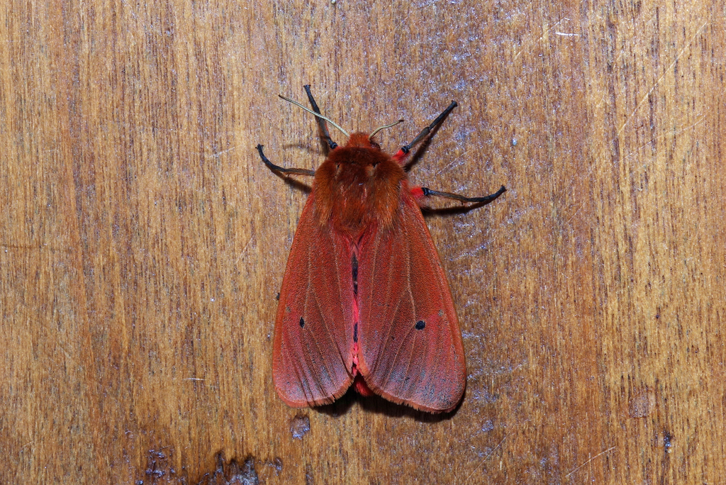 Ruby Tiger Moth from 45290 Nogent-sur-Vernisson, France on July 19 ...