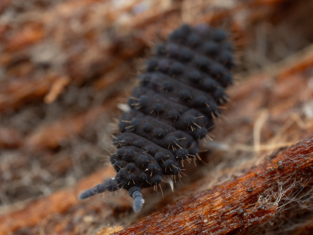 Morulina delicata