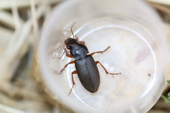 Harpalus griseus