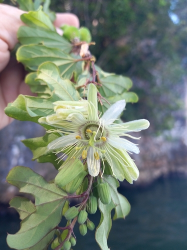twolobe passionflower (Passiflora bilobata)