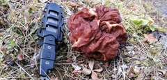 Gyromitra esculenta