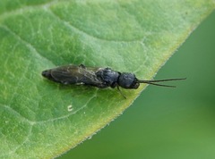 Pristocerinae