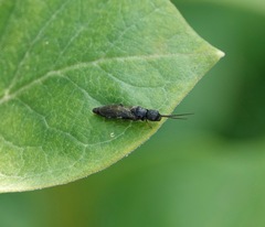 Pristocerinae