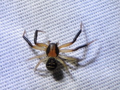 Xysticus texanus