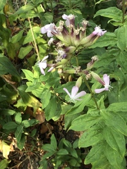 Saponaria officinalis