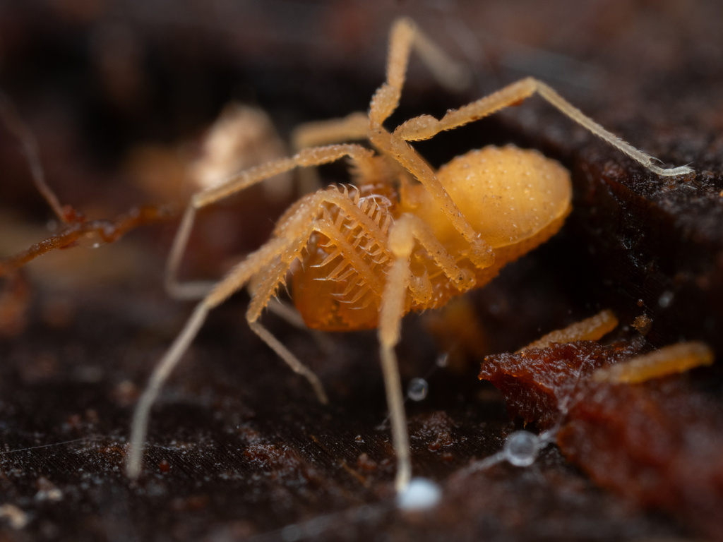 Fumontana deprehendor