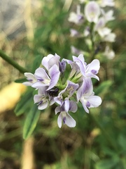 Medicago sativa