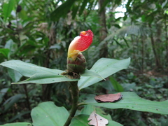 Costus laevis