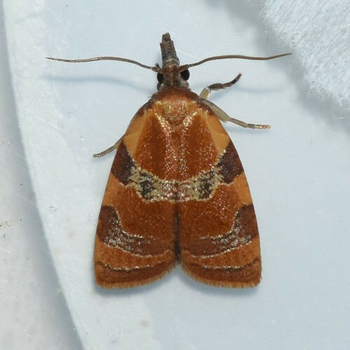 Spring Dead-leaf Roller Moth photo 3