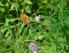 Argynnis laodice