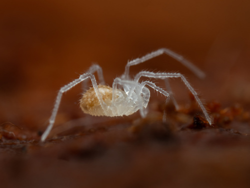 Fumontana deprehendor photo 5