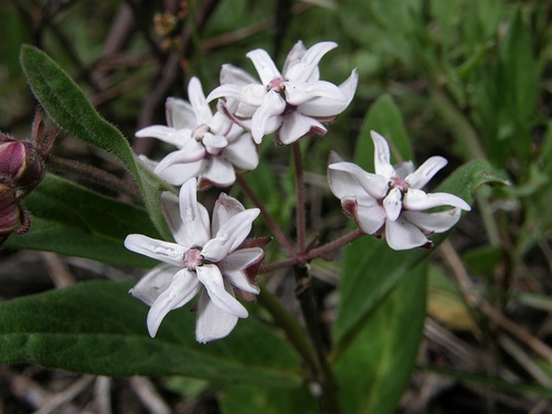 Asclepias humilis image