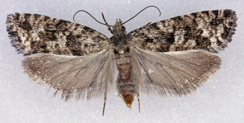 Purple-striped Shootworm Moth