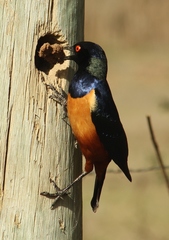 Hildebrandt's Starling photo 5